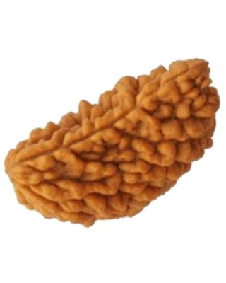 One Mukhi Rudraksha