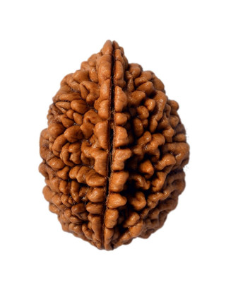 Two Mukhi Rudraksha