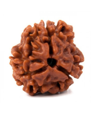 Three Mukhi Rudraksha