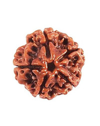 Four Mukhi Rudraksha