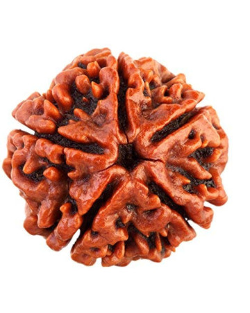 Five Mukhi Rudraksha