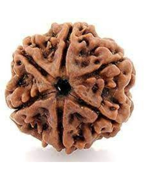 Six Mukhi Rudraksha