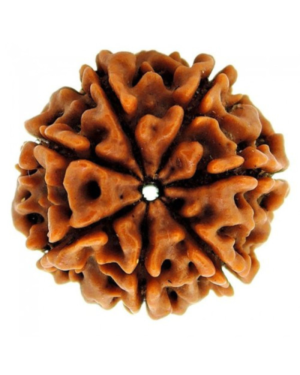 Seven Mukhi Rudraksha