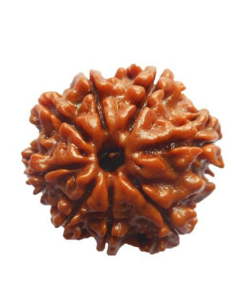 Eight Mukhi Rudraksha