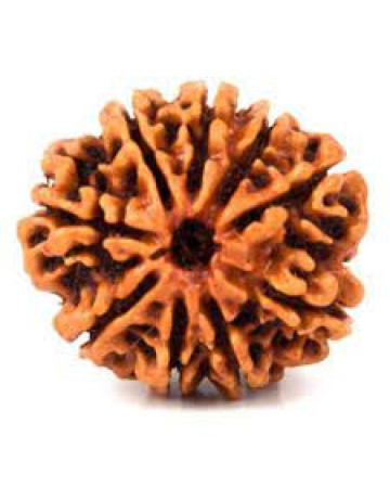 Nine Mukhi Rudraksha