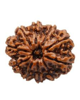 Ten Mukhi Rudraksha