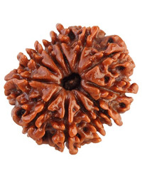 Eleven Mukhi Rudraksha