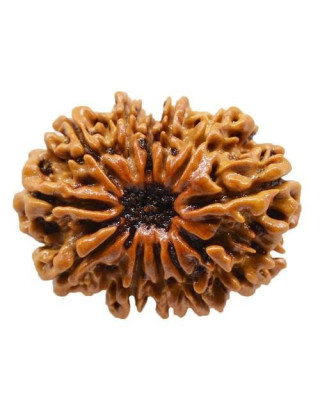 Twelve Mukhi Rudraksha