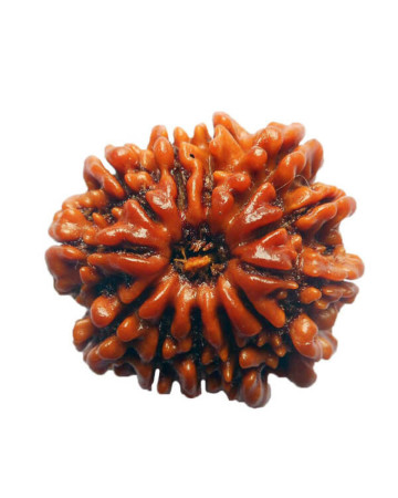 Thirteen Mukhi Rudraksha