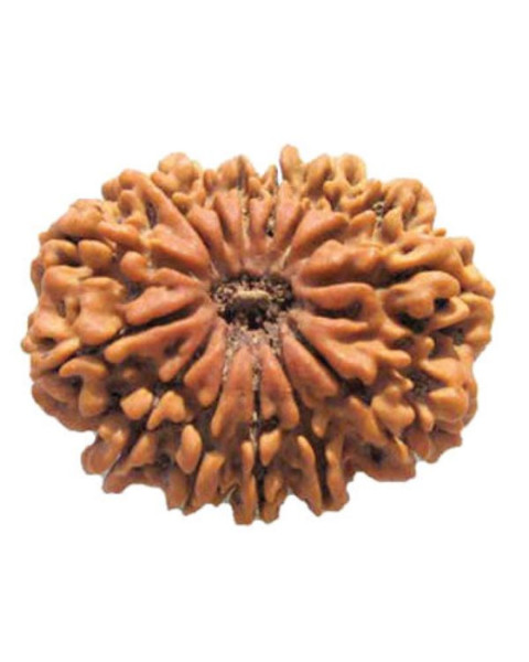 Fourteen Mukhi Rudraksha