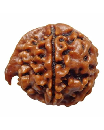 Ganesh Rudraksha