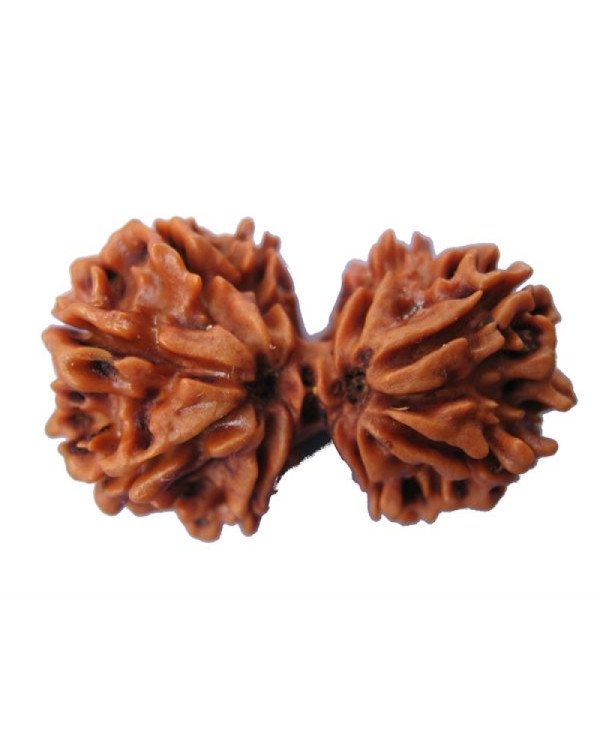 Ganesh Gauri Rudraksha