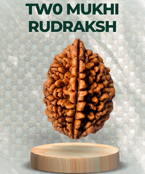 Two Mukhi Rudraksha