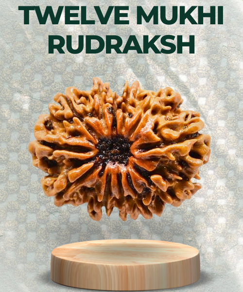 Twelve Mukhi Rudraksha