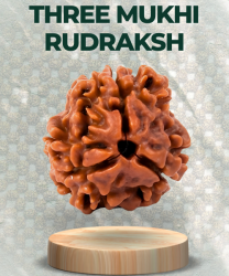 Three Mukhi Rudraksha