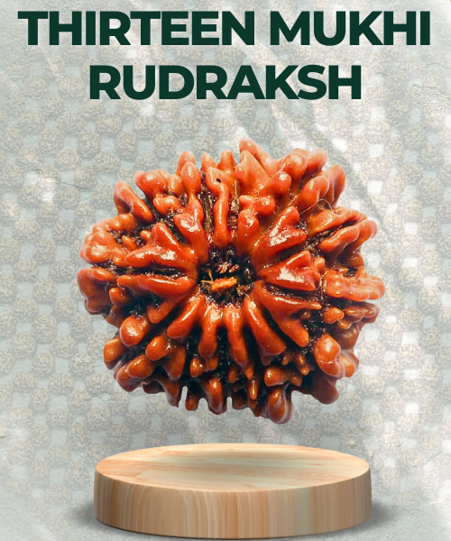 Thirteen Mukhi Rudraksha