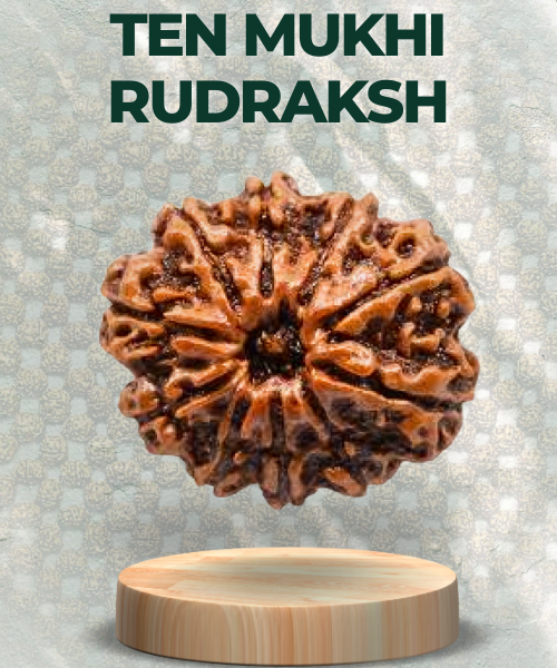 Ten Mukhi Rudraksha