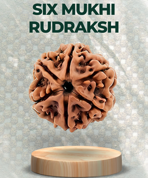 Six Mukhi Rudraksha