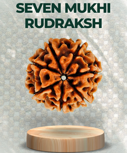 Seven Mukhi Rudraksha