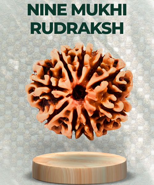 Nine Mukhi Rudraksha