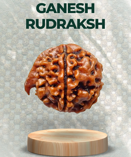 Ganesh Rudraksha