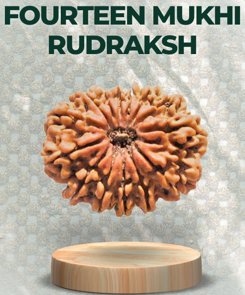 Fourteen Mukhi Rudraksha