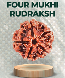 Four Mukhi Rudraksha