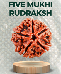 Five Mukhi Rudraksha