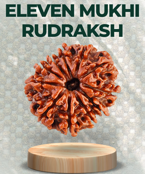 Eleven Mukhi Rudraksha