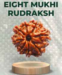 Eight Mukhi Rudraksha