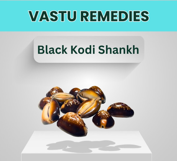 Black Kodi Shankh (Pack Of 11)