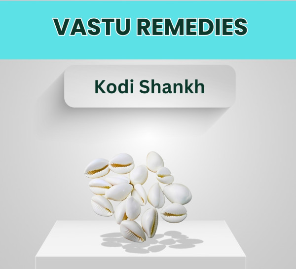 White Kodi Shankh (Pack Of 11)