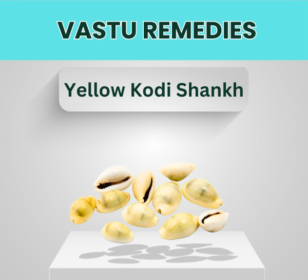 Yellow Kodi Shankh (Pack Of 11)