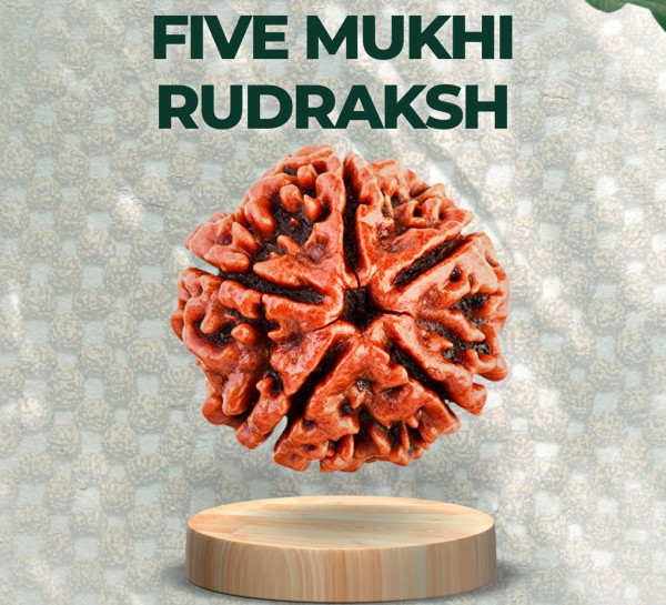 Five Mukhi Rudraksha