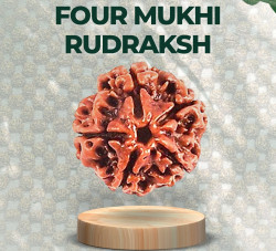 Four Mukhi Rudraksha