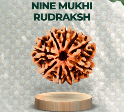 Nine Mukhi Rudraksha