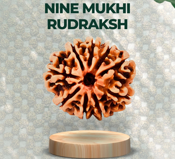 Nine Mukhi Rudraksha