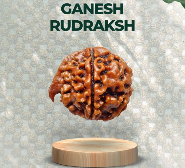 Ganesh Rudraksha