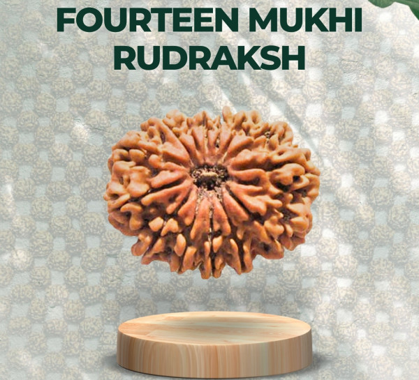 Fourteen Mukhi Rudraksha