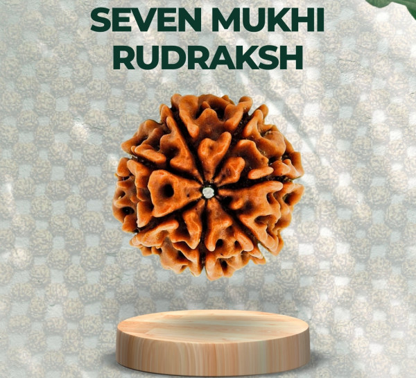 Seven Mukhi Rudraksha