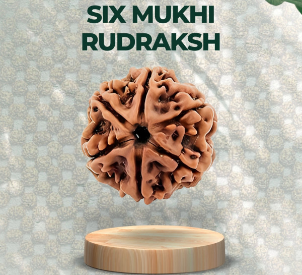 Six Mukhi Rudraksha