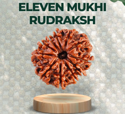 Eleven Mukhi Rudraksha