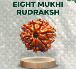 Eight Mukhi Rudraksha