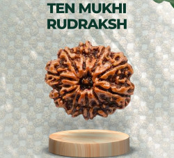 Ten Mukhi Rudraksha