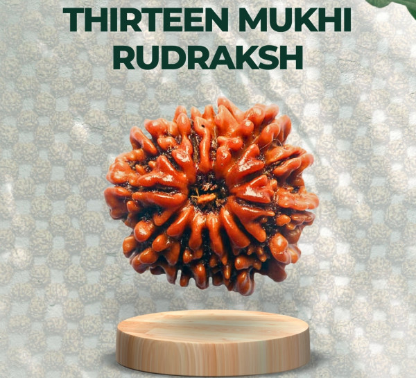 Thirteen Mukhi Rudraksha