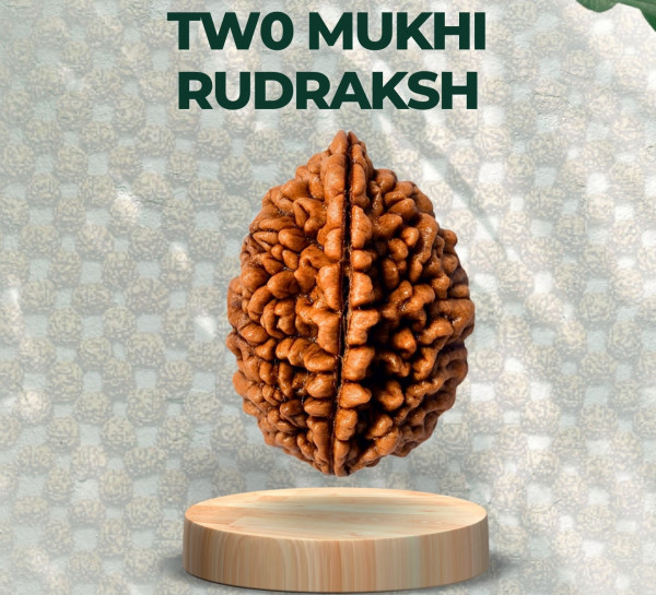 Two Mukhi Rudraksha