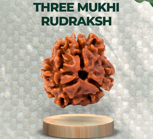 Three Mukhi Rudraksha