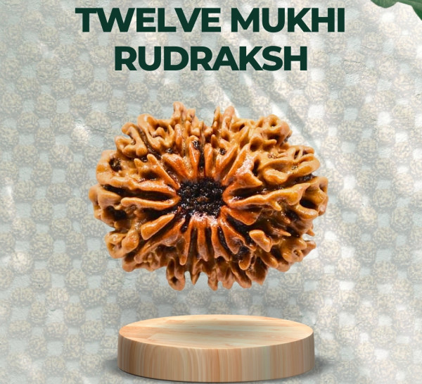 Twelve Mukhi Rudraksha