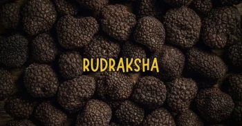 Rudraksha