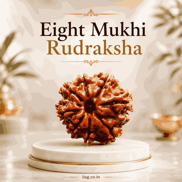 Eight Mukhi Rudraksha
